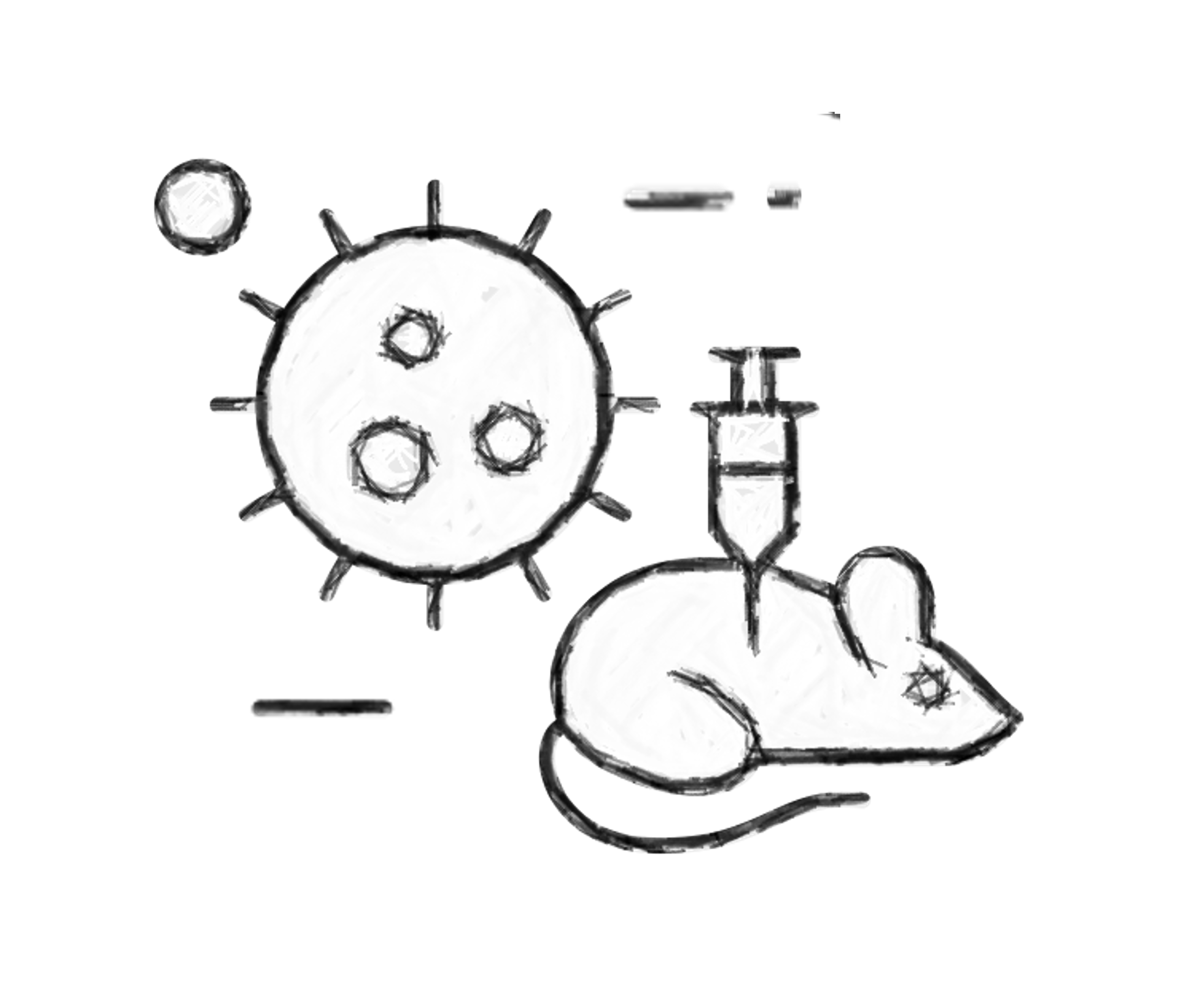 Validation in vitro et in vivo